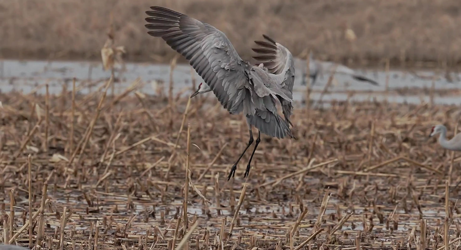 Sandhill Crane